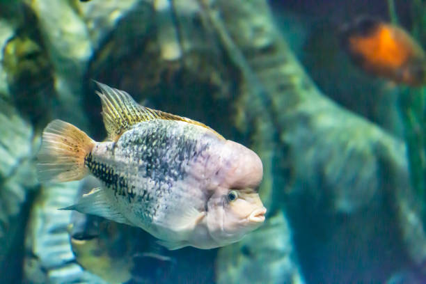 istock Vieja maculicauda Blackbelt Cichlid . Interesting aquarium fish. 1507039795