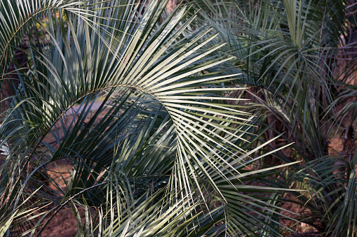 Palm Washingtonia in the home interior.Home gardening.Houseplants and urban jungle concept.Biophilic design.Selective focus with shallow depth of field.