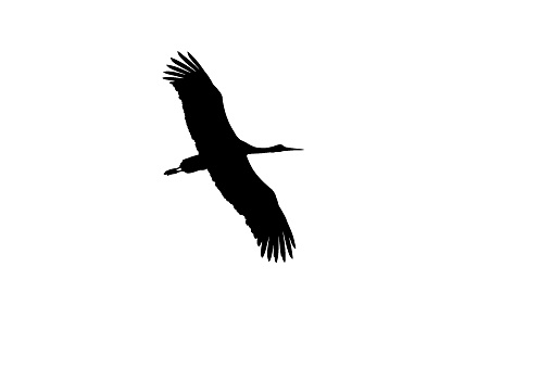Black white picture, black silhouette of flying stork with spread wings