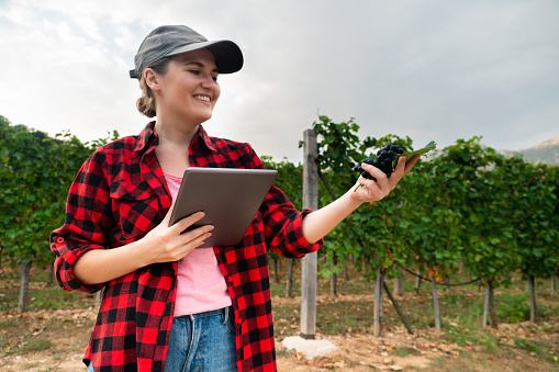 A woman farmer examines the vineyard and sends data to the cloud from the tablet. Smart farming and digital agriculture.