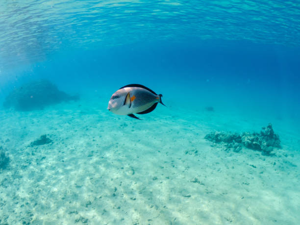 istock Lonely Fish-surgeons in the Red Sea. Egypt 1507046025