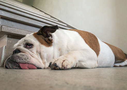 In this comical scene, an exhausted English Bulldog flops down at the bottom of a staircase in its home, tongue sticking out and plopping onto the hard floor. The dog's hilarious expression captures the humorous aftermath of a tiring endeavor.
