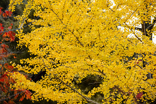 Autumn maple tree leaves border frame with white blank copy space on center with many colorful leaves