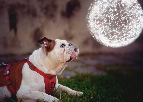 Magical electrical orb casts a spell on an English Bulldog! Photomontage with digital elements