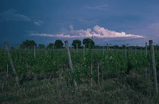 Dreamy evening landscape of vineyards in the province of Pisa, Tuscany