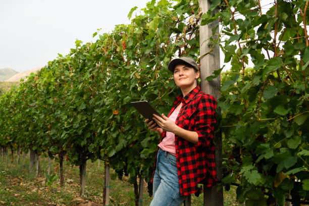 istock A woman farmer examines the vineyard 1507059752