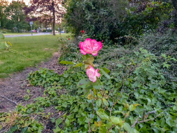 istock A pink and white flower on a plant 1507063654