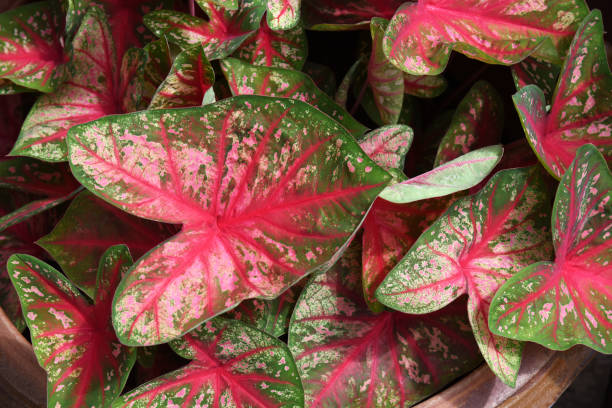 istock Caladium Bicolor leaves  . colorful leaves 1507066696
