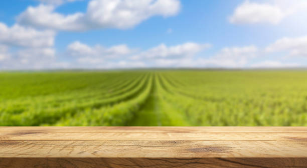 istock Empty wooden surface on the background of a vineyard on a bright sunny day. 1507069077