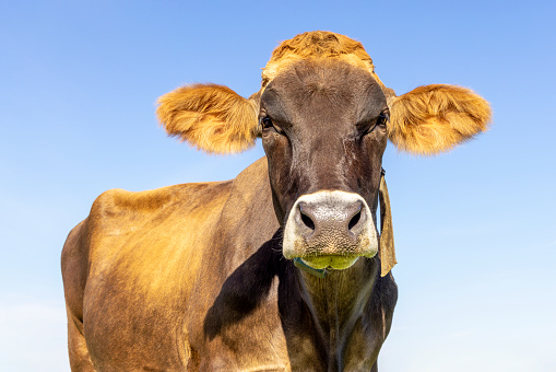 Brown swiss cow head, looking at camera, sweet and lovely face, headshot with furry ears, blue sky background