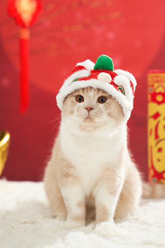 Pets in Chinese New Year themed picture, pets in clothes, red festive theme, closeup(Translation: The word 