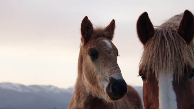 Portrait of cute horse foal looking to the camera in the mountain countryside next to his mother