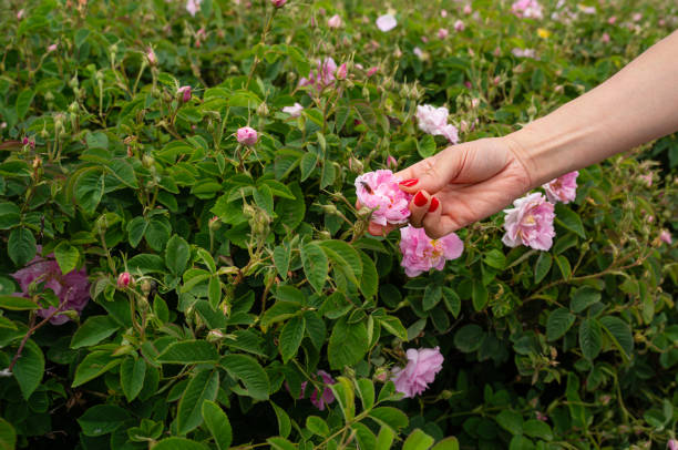 Free Stock Photo of Hands holding rose bloom | Download Free Images and ...