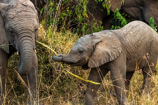 African Elephant calf feeding together with its mother and Playing
