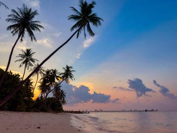 istock Summer tropical with colorful theme as palm trees on the beach background 1507120501