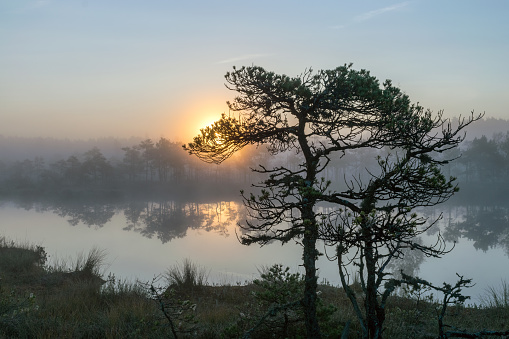 magical sunrise landscape from the bog in the early morning, tree silhouettes in the morning mist, blurred background in the fog, traditional bog vegetation, Madiesni swamp, Latvia