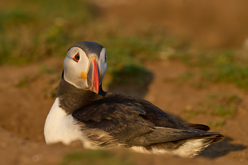 Atlantic puffin (Fratercula arctica) on the cliffs of Skomer Island off the coast of Pembrokeshire in Wales, United Kingdom