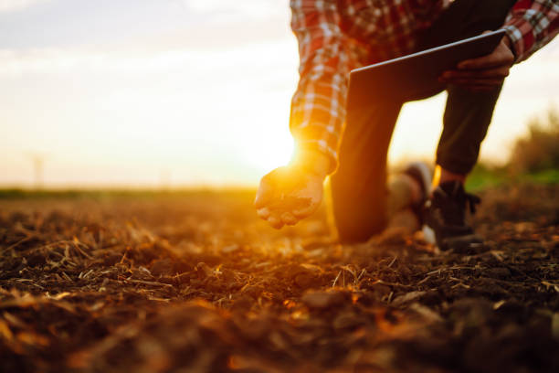 istock The farmer's hands collects the soil 1507129517