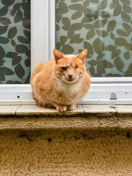 istock One-eyed ginger cat on a window sill 1507137910