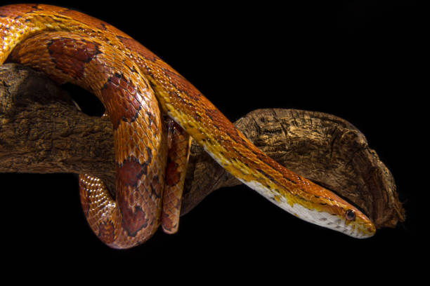istock corn snake on a black background,close up, indoor studio shot 1507138508