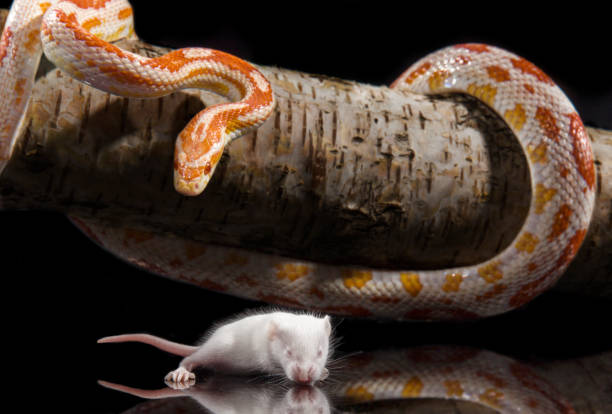 Corn snake is eating a white mouse, close-up, indoor studio shot Corn snake is eating a white mouse, close-up, indoor studio shot. moloch horridus stock pictures, royalty-free photos & images
