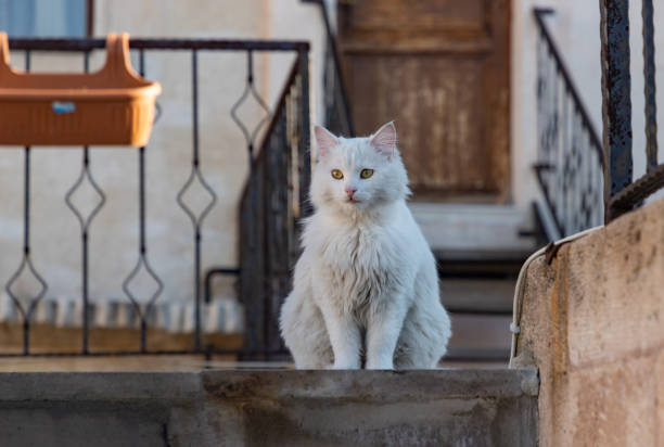 Turkish Angora White Cat in Cappadocia