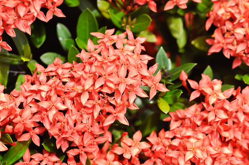 Ixora chinensis Lamk, Ixora spp or Zephyranthes or West Indian Jasmine or red flower