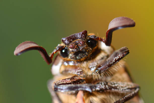 istock Polyphylla fullo, beetle on the straw 1507158479