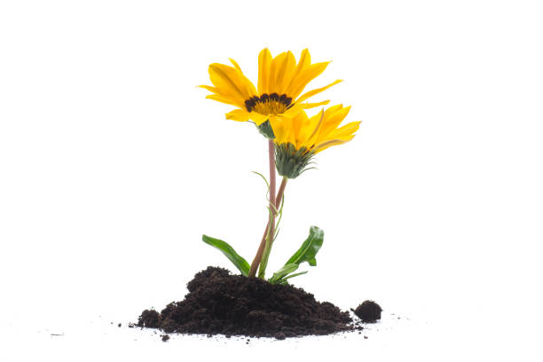yellow blooming flower grows in the ground, isolated on white background.