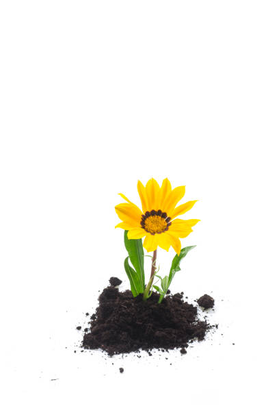 istock yellow blooming flower grows in the ground, on white background. 1507162352