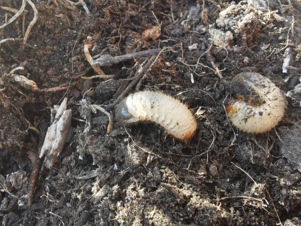 istock larvae Coleoptera Scarabaeidae 1507192663