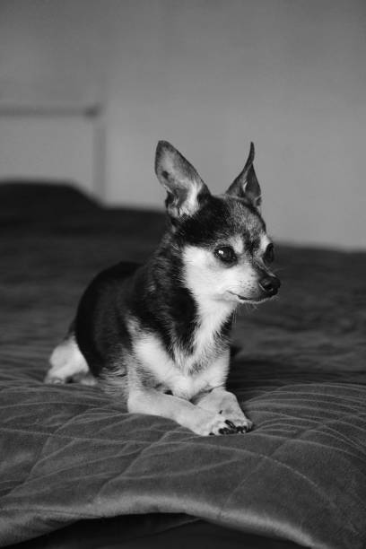 istock Coffee the chihuahua 1507208703