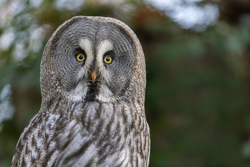 Portrait of a great grey owl (Strix nebulosa).