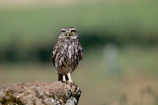 Spotted owlet posing in front of the camera