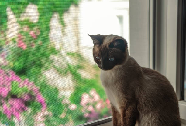 istock curious siamese cat on window sill with open window pet safe mosquito net 1507214344