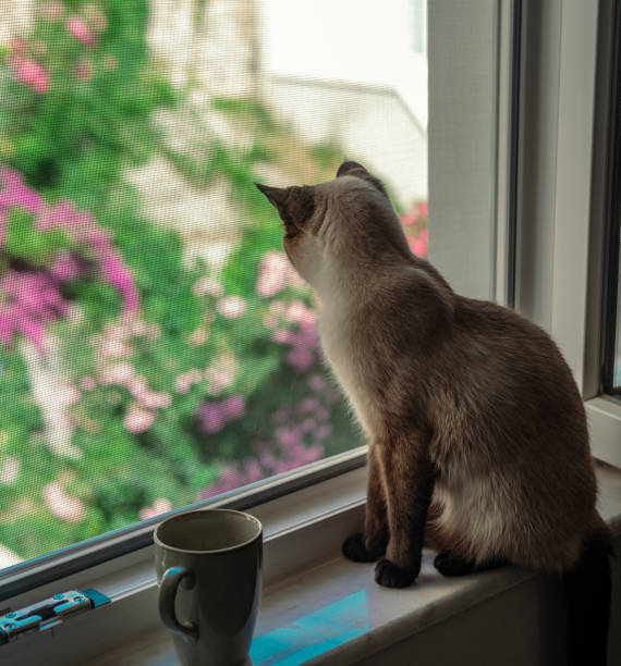istock coffee break with siamese cat on window sill looking outside through pet safe net 1507214348