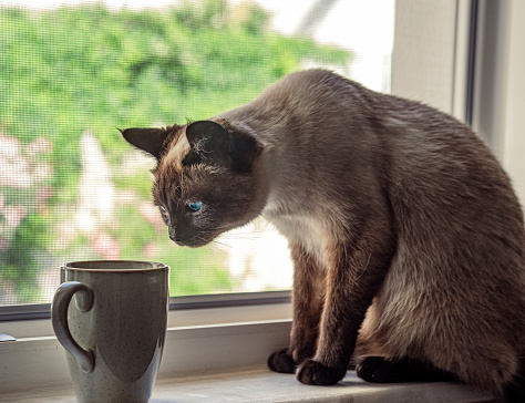 curious siamese cat smelling morning coffee on open window sill,  colorful summer day background