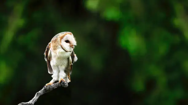 A small  barn-owl ( Tytonidae ) looking to the right, full body shot, dark green background, copy space, negative space