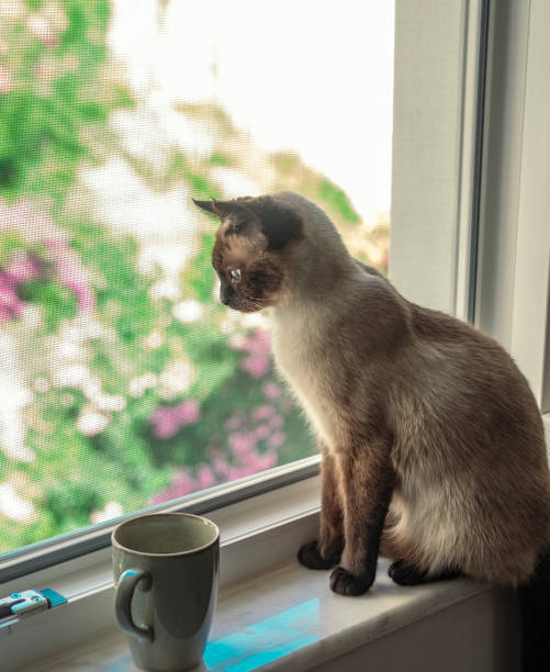 istock coffee break with siamese cat on window sill looking outside through pet safe net 1507214421