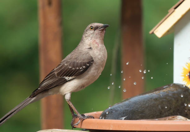 istock A Northern Mockingbird on the bird bath 1507214578