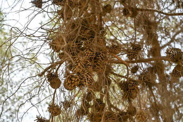 istock Big cones on pine trees in the forest. Close-up. Yeruham Park 1507215093