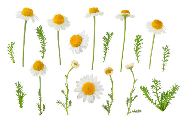 istock Chamomile flowers, buds and leaves set isolated on white 1507216100