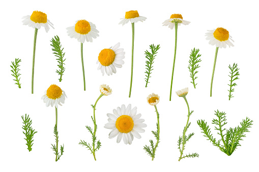 Chamomile flowers, buds and leaves set isolated on white. White daisy in bloom. Chamaemelum nobile herbal medicine plant.