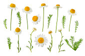 Chamomile flowers, buds and leaves set isolated on white