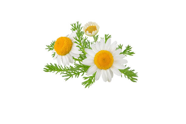 istock Chamomile flowers, buds and leaves bunch isolated on white 1507216125