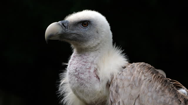 Portrait of a Griffon vulture, the french Pyrenees, France.