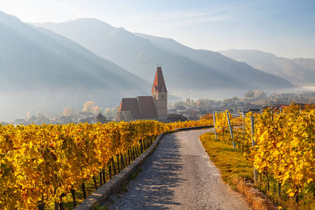 weisenkirchen dans les vignobles de der wachau le matin d’automne avec brouillard sur le danube. vallée de wachau, autriche - danube valley danube river vineyard austria photos et images de collection
