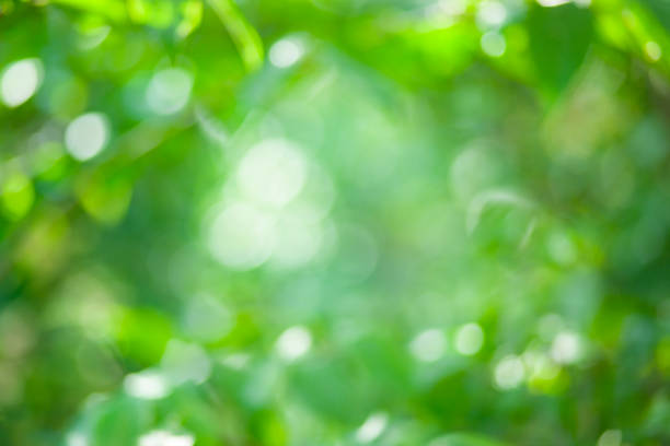 istock green leaves blur bokeh background 1507216762