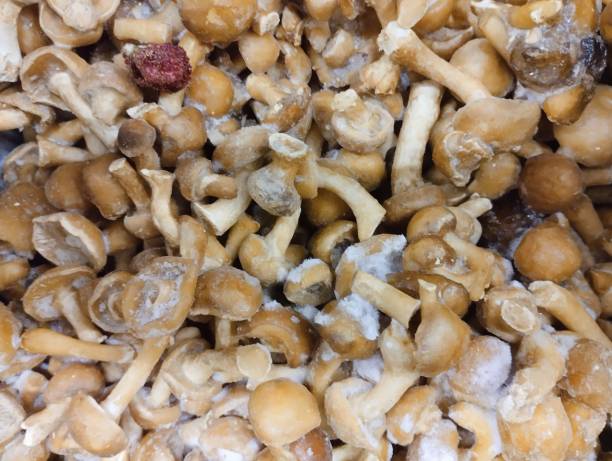 cogumelos frescos congelados - edible mushroom frozen variation ice - fotografias e filmes do acervo