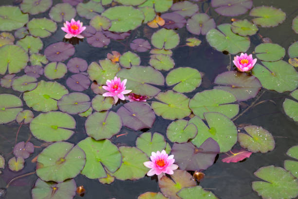 Four pink water lilies in the lake